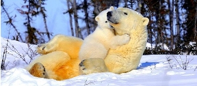 White baby cub hugging orangy mama bear in the snow